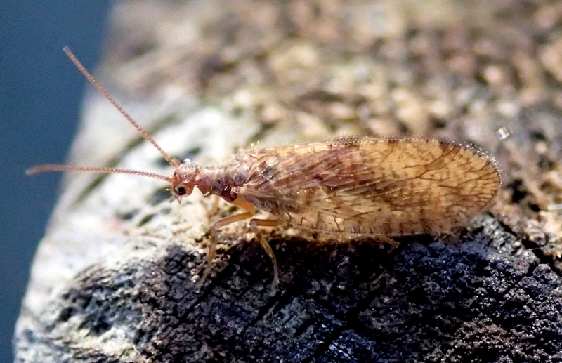 Hemerobiidae?  S, Micromus angulatus