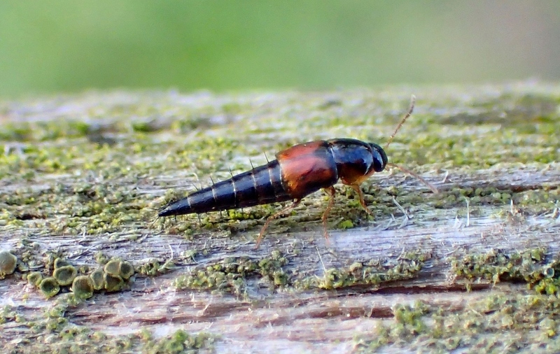 Staphylinidae da Id.