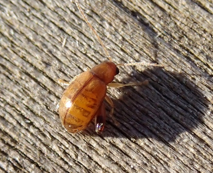 Altra minuscola Chrysomelidae: Longitarsus sp.?