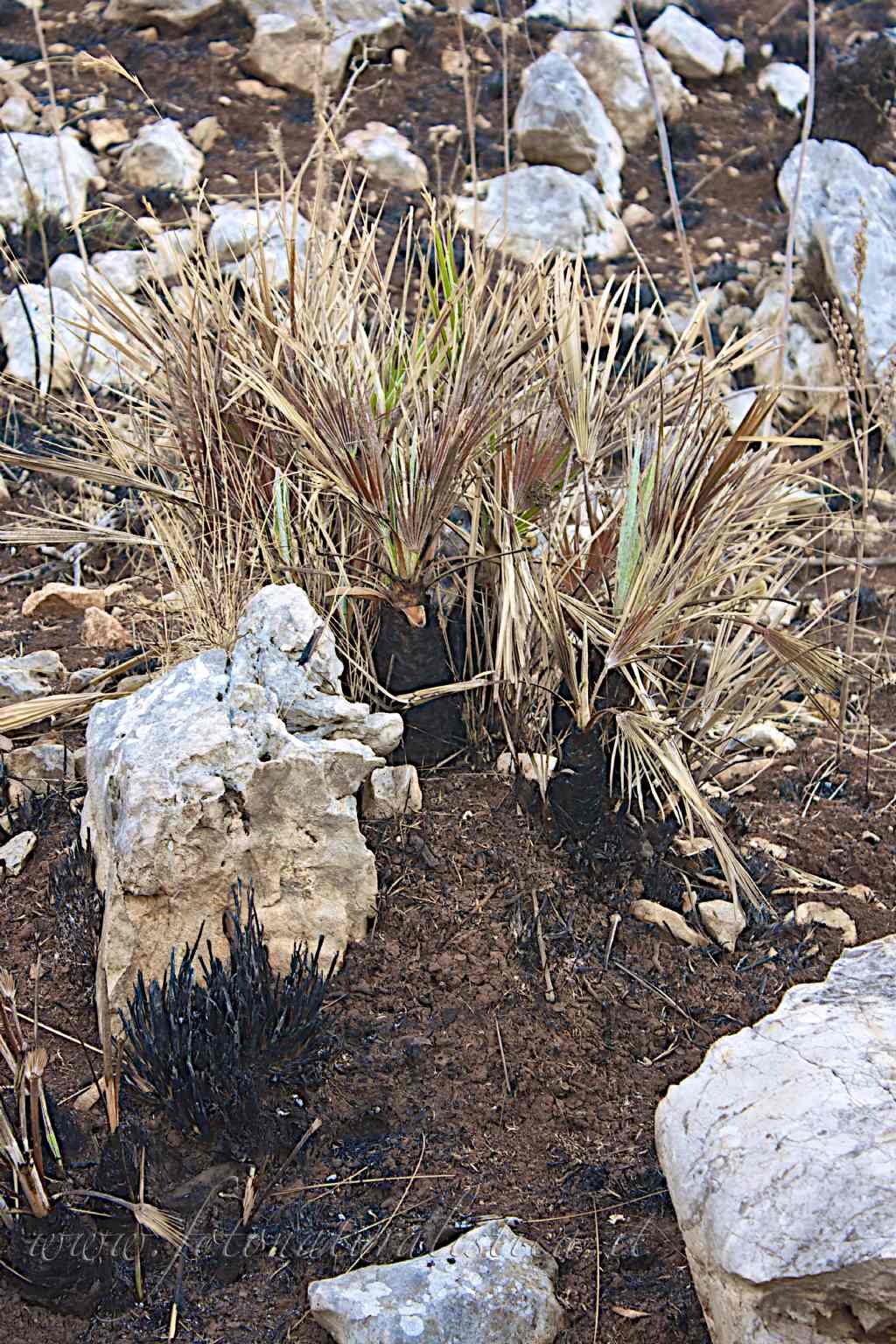 Chamaerops humilis / Palma nana mediterranea