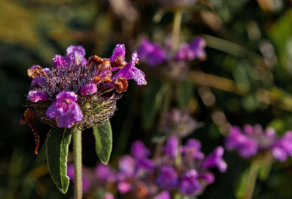 Clinopodium vulgare