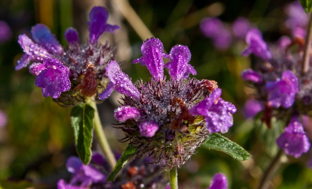 Clinopodium vulgare