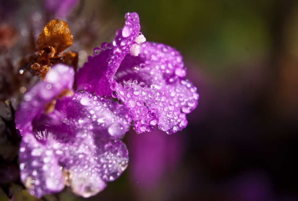 Clinopodium vulgare