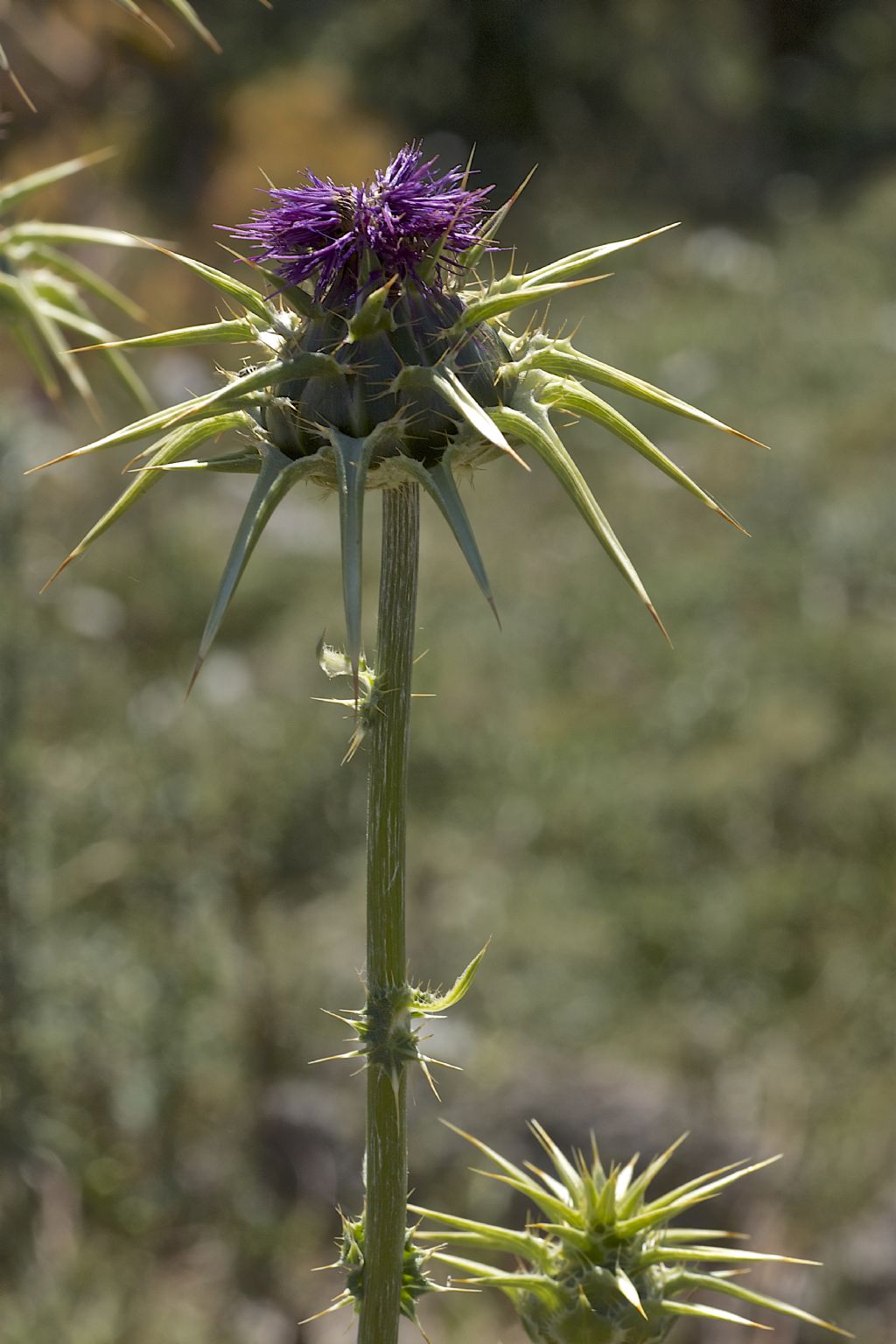 Silybum marianum / Cardo mariano