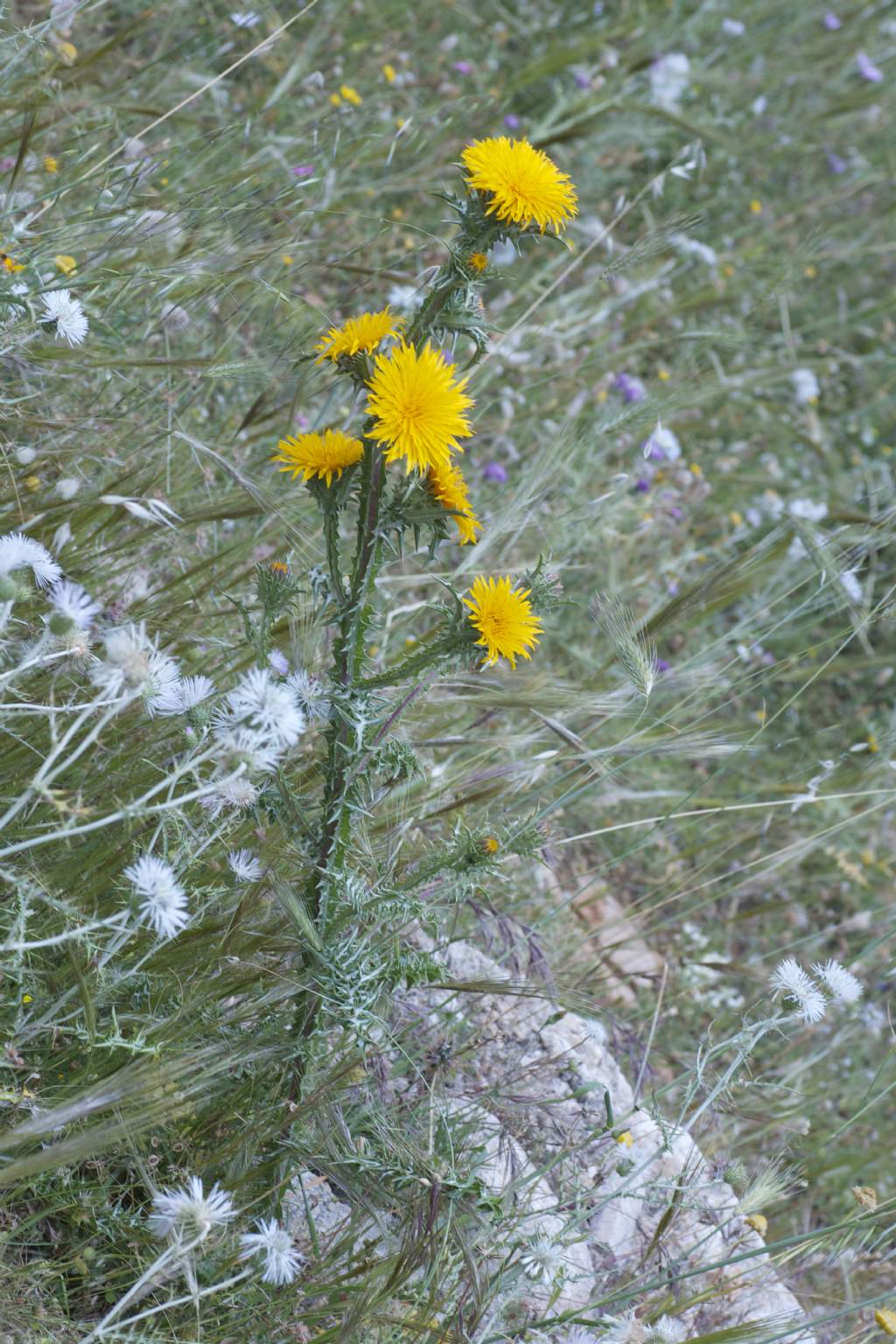 Scolymus grandiflorus / Cardogna maggiore