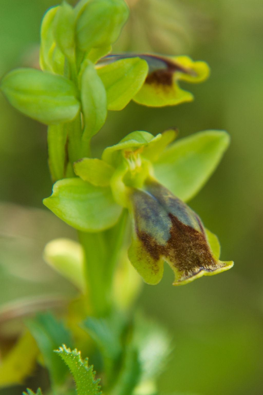 Pseudoprhys da determinare?