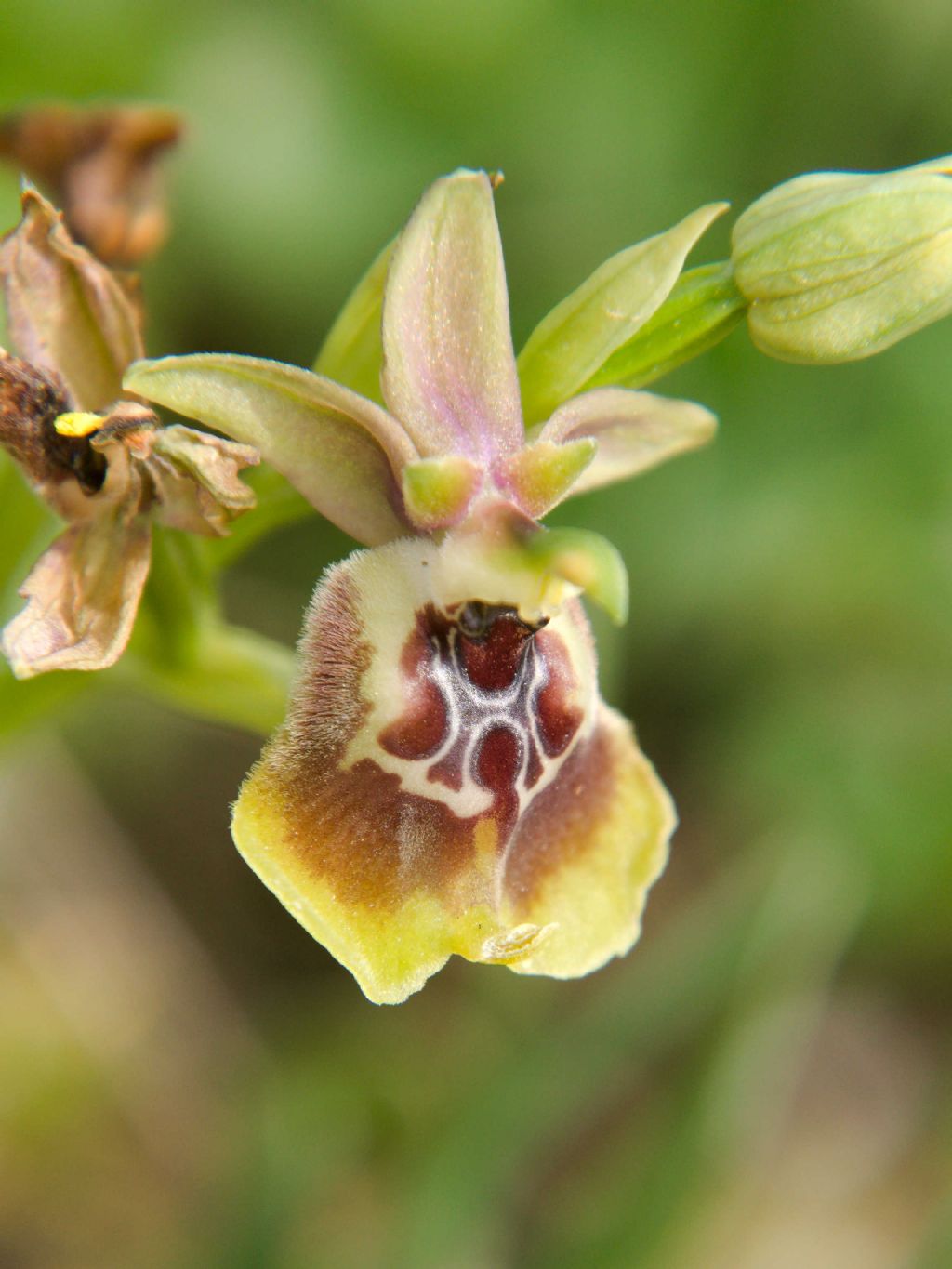 Ophrys oxyrrhynchos?