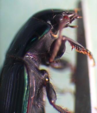 Carabidae spiaggia Maremma