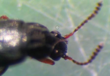coleottero (Staphilinidae) Maremma
