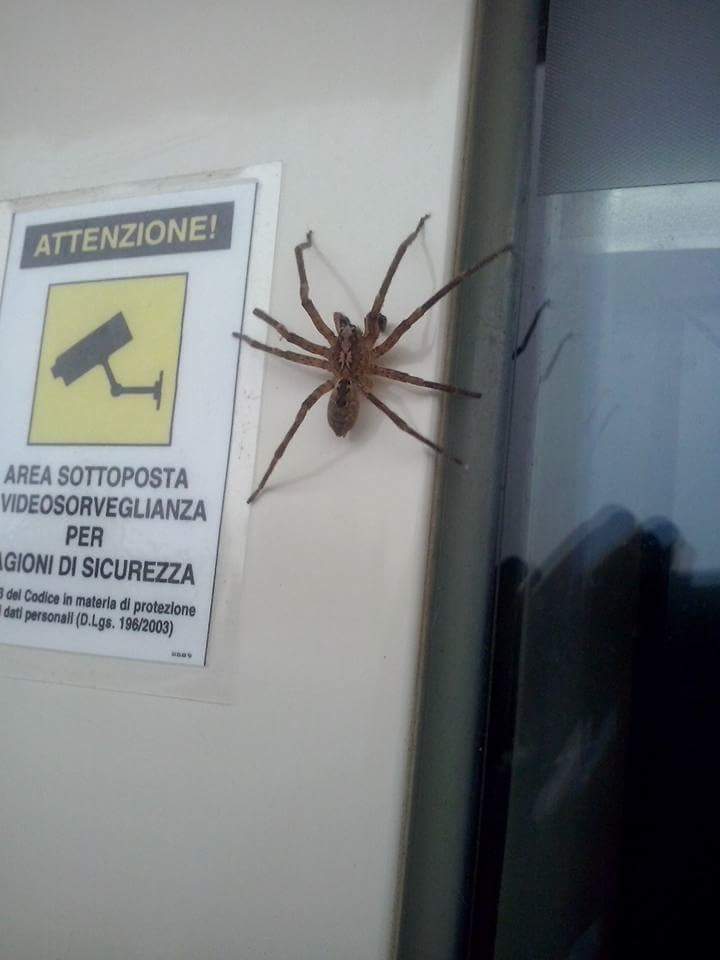 Identificazione