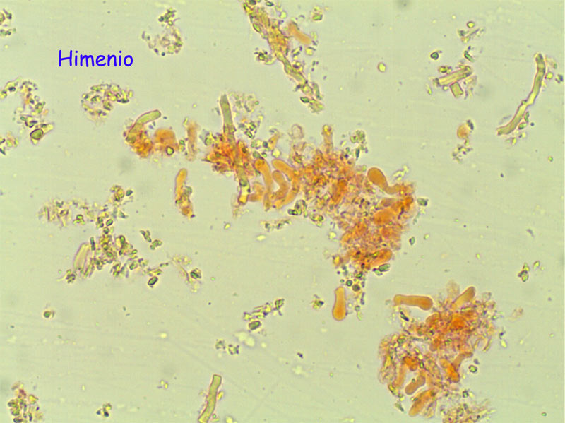 Aphyllophoral de laurisilva (Trametopsis cervina)