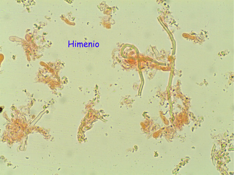 Aphyllophoral de laurisilva (Trametopsis cervina)