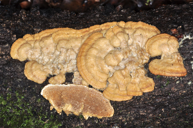 Aphyllophoral de laurisilva (Trametopsis cervina)