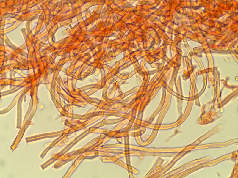 Aphyllophoral de laurisilva (Trametopsis cervina)