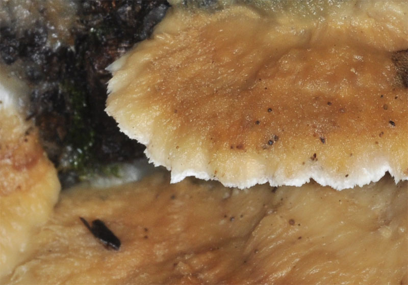 Aphyllophoral de laurisilva (Trametopsis cervina)