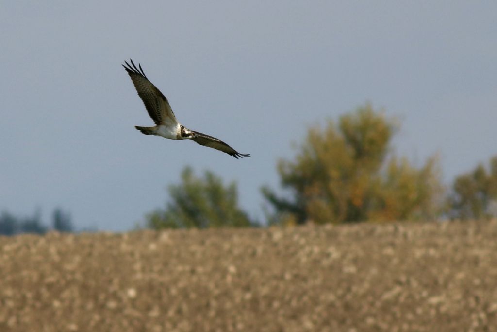 Falco pescatore  (Pandion haliaetus)