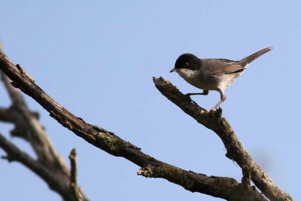 Occhiocotto (Sylvia melanocephala)