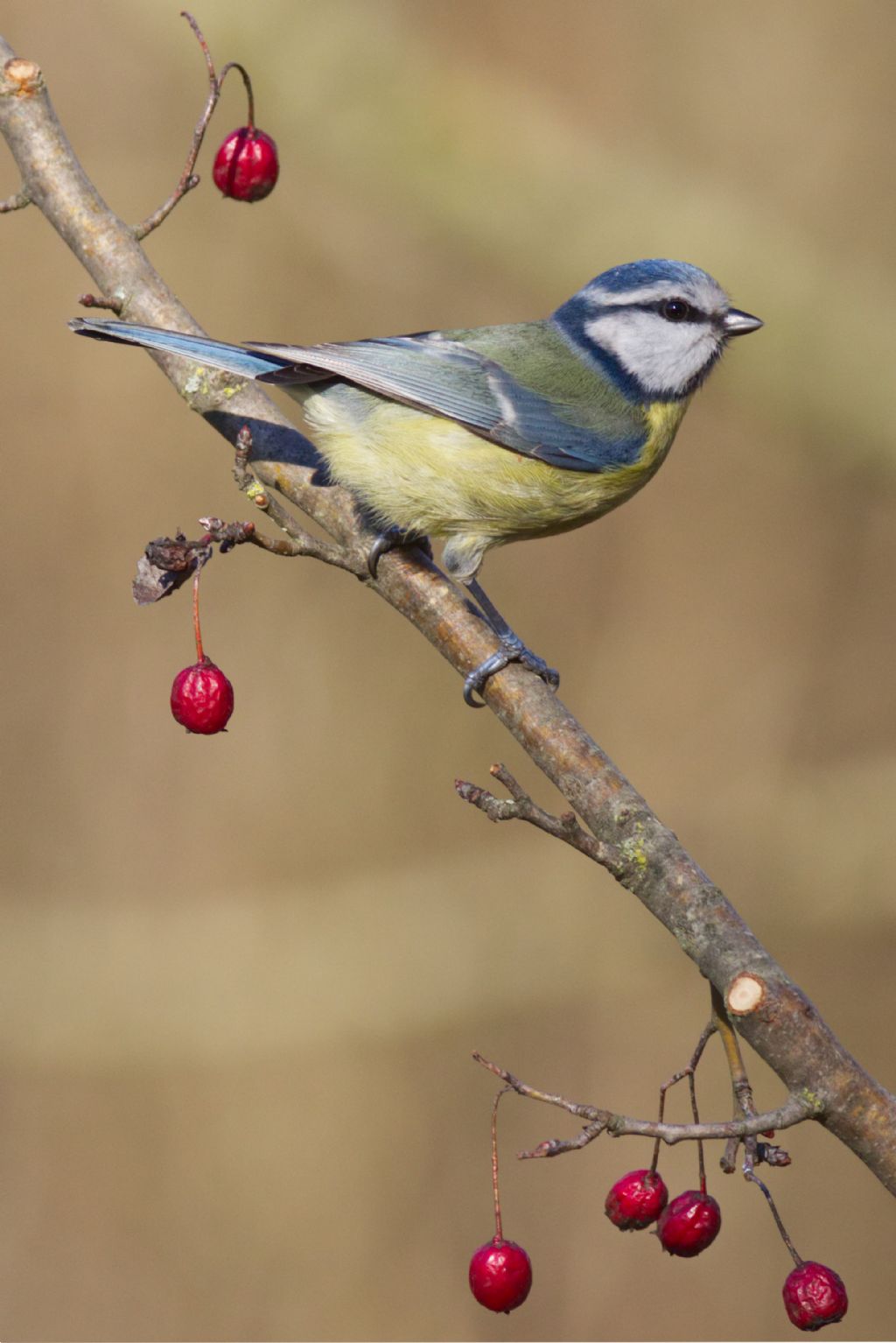Cinciarella  (Cyanistes caeruleus)