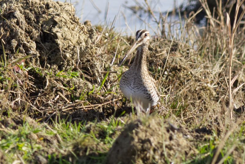 Beccaccino (Gallinago gallinago)