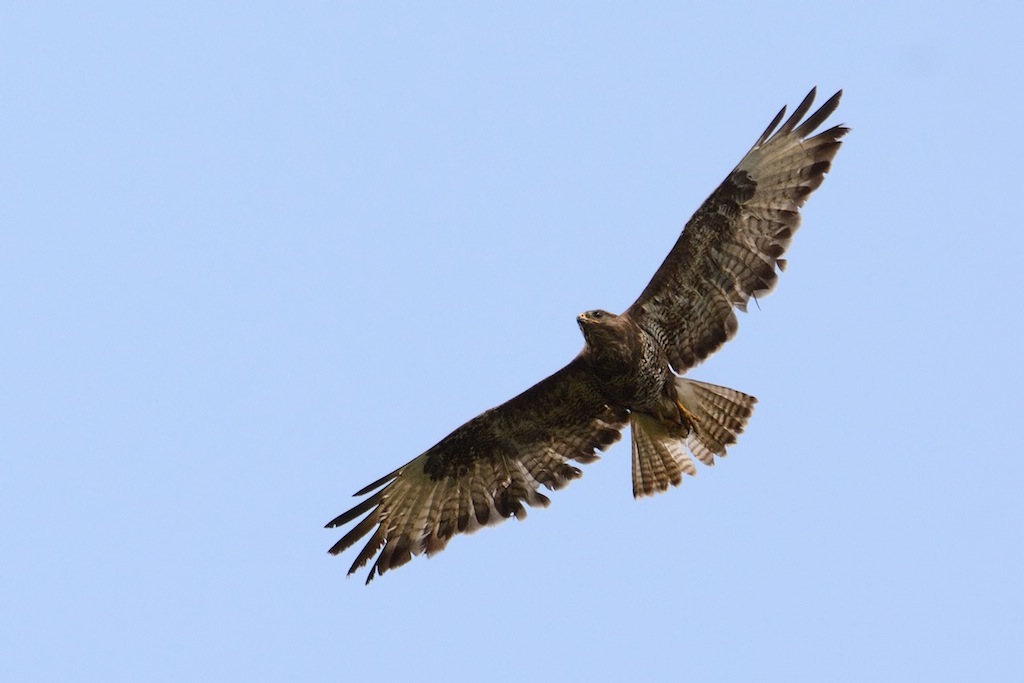 poiana (buteo buteo)