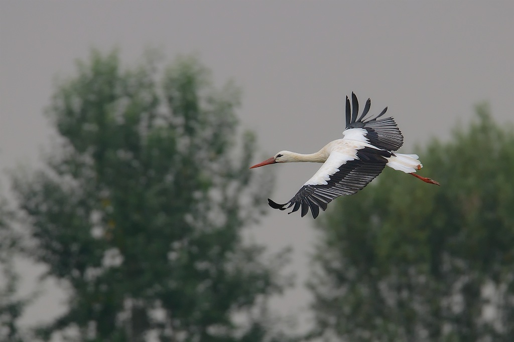 Ad ali spiegate, il sogno di Icaro.