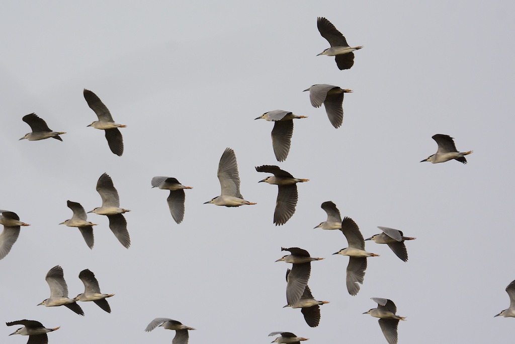 Ad ali spiegate, il sogno di Icaro.