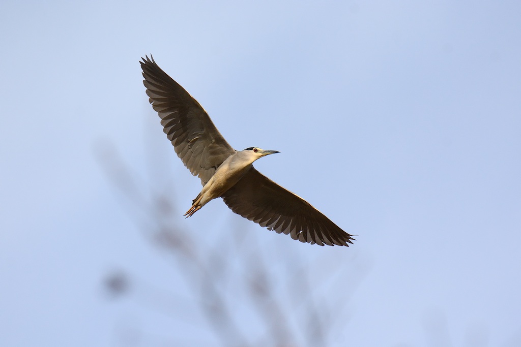 Ad ali spiegate, il sogno di Icaro.
