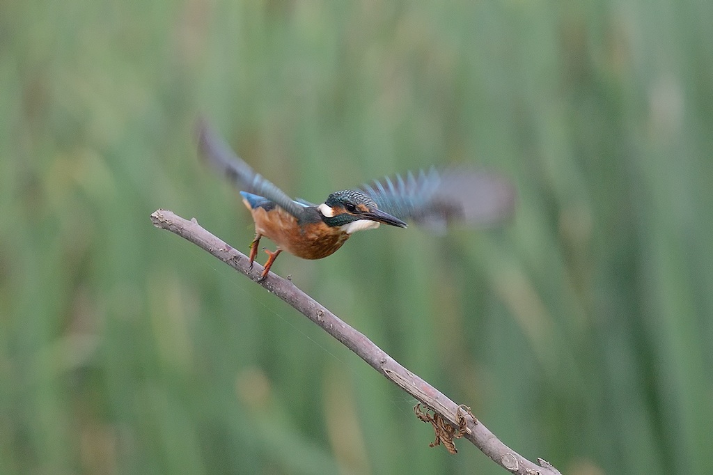 Ad ali spiegate, il sogno di Icaro.