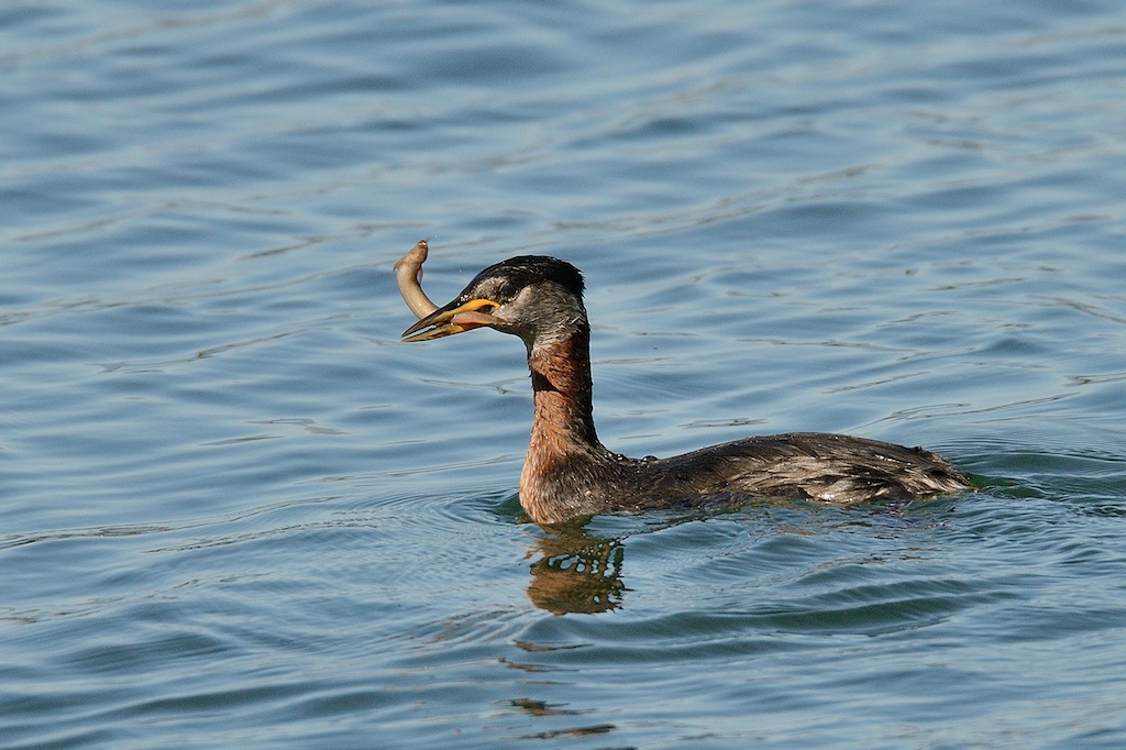 Misgurnus anguillicaudatus predato da uno svasso