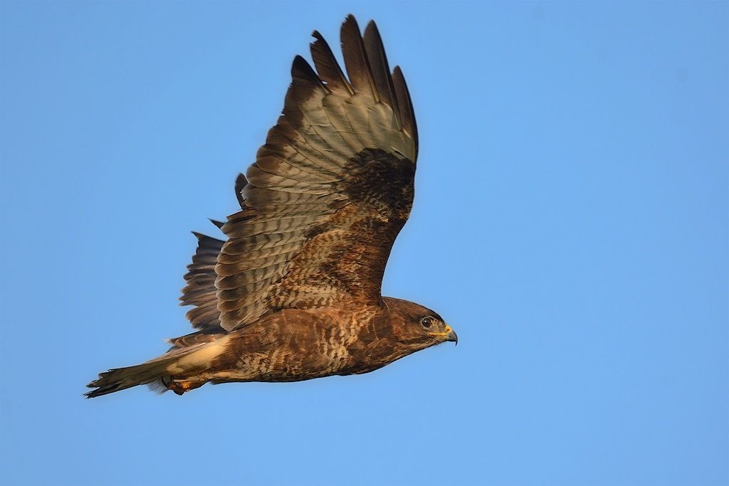 Ad ali spiegate, il sogno di Icaro.