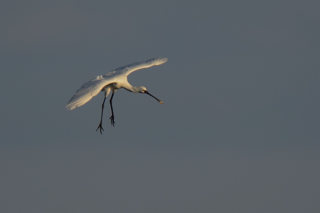 Ad ali spiegate, il sogno di Icaro.