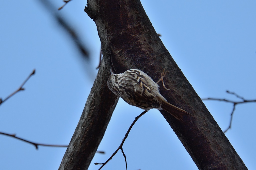 rampichino comune o alpestre ?