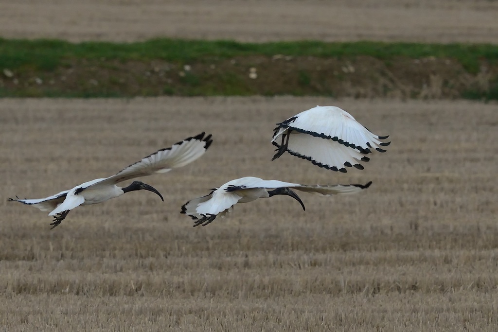 L''Ibis � passato a salutarmi :D