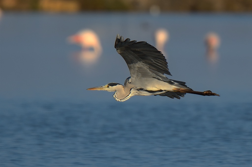 Ad ali spiegate, il sogno di Icaro.