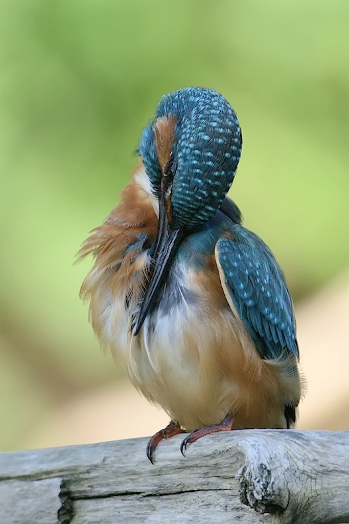 Martin pescatore (ultimi scatti di stagione)�...