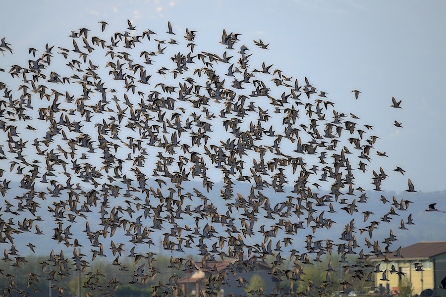 Ad ali spiegate, il sogno di Icaro.