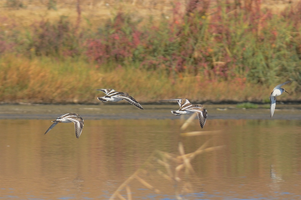 Ad ali spiegate, il sogno di Icaro.