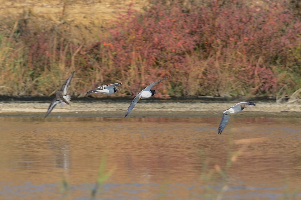 Ad ali spiegate, il sogno di Icaro.