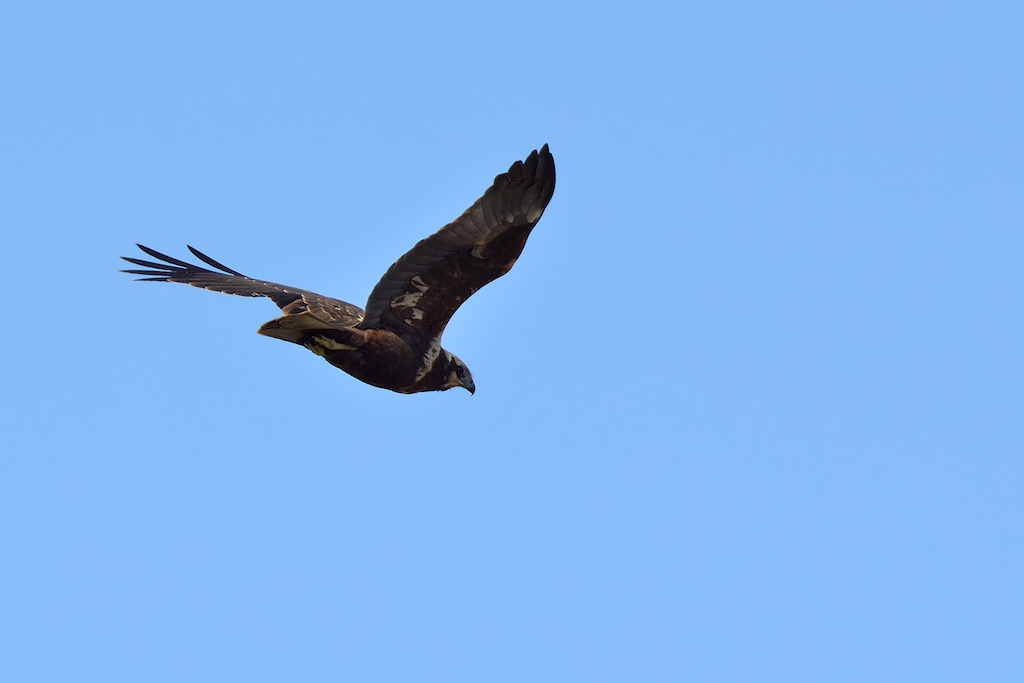 Ad ali spiegate, il sogno di Icaro.