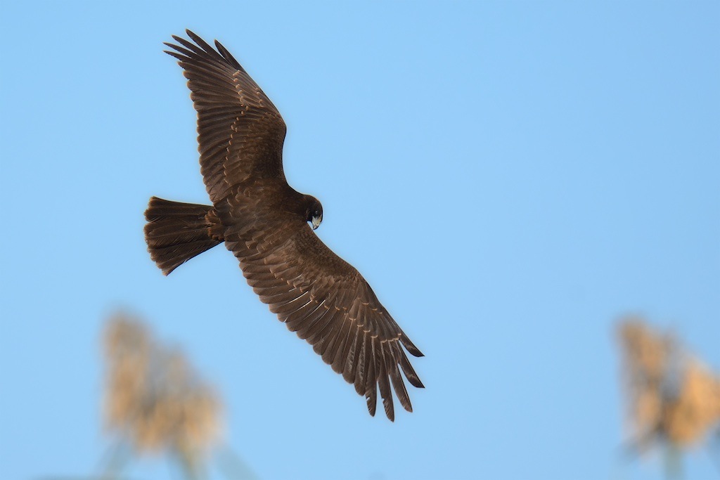 Ad ali spiegate, il sogno di Icaro.