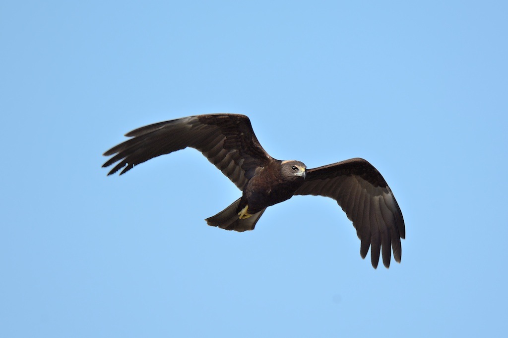 Ad ali spiegate, il sogno di Icaro.