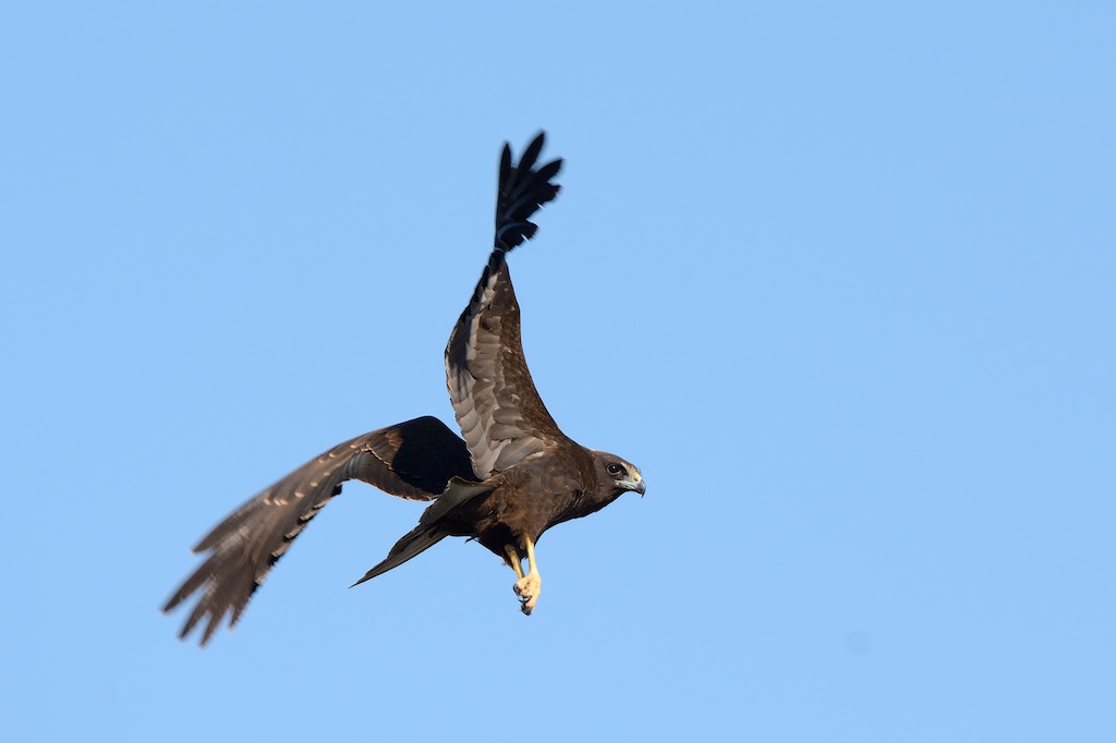 Ad ali spiegate, il sogno di Icaro.