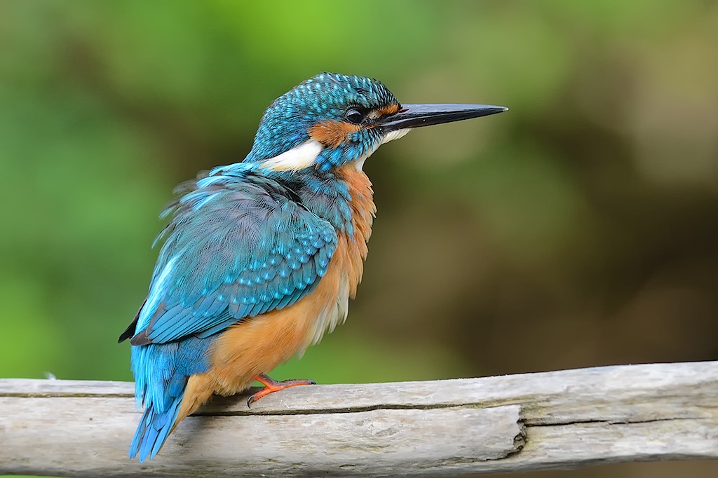 Martin pescatore (ultimi scatti di stagione)�...