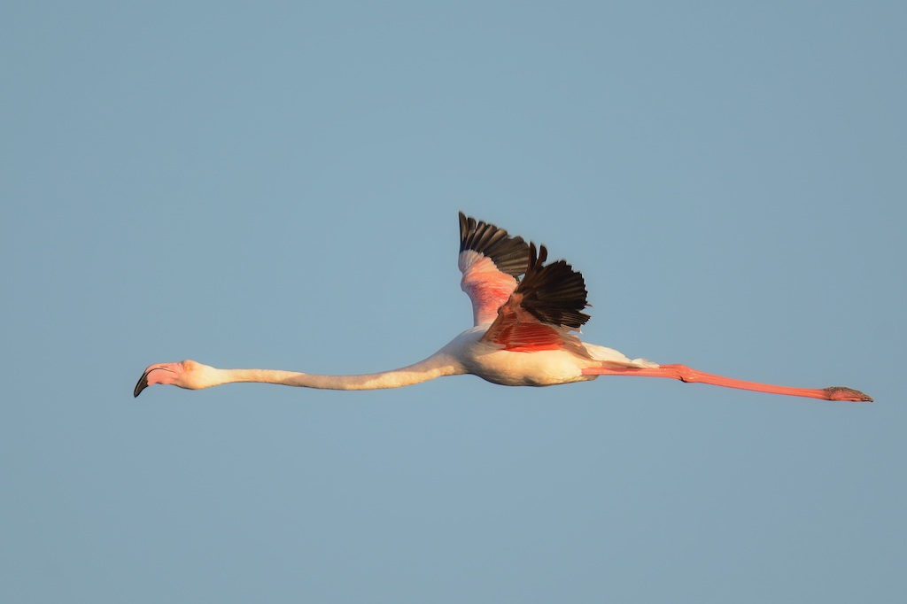 Ad ali spiegate, il sogno di Icaro.