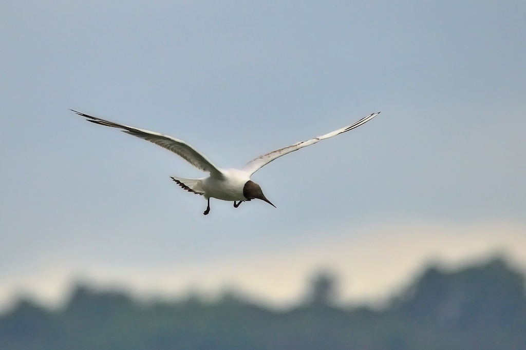 Ad ali spiegate, il sogno di Icaro.