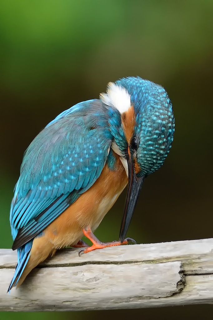 Martin pescatore (ultimi scatti di stagione)�...