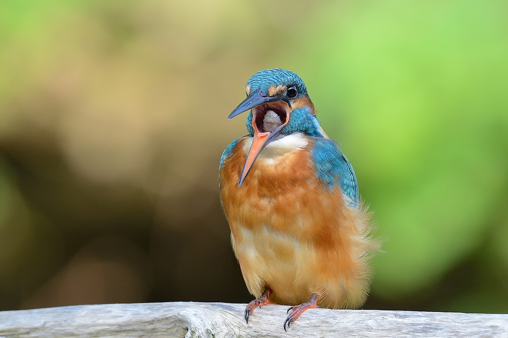 Martin pescatore (ultimi scatti di stagione)�...