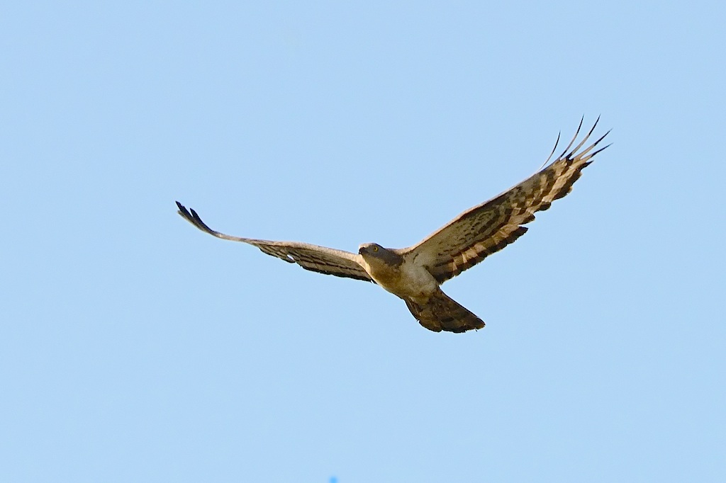 Ad ali spiegate, il sogno di Icaro.