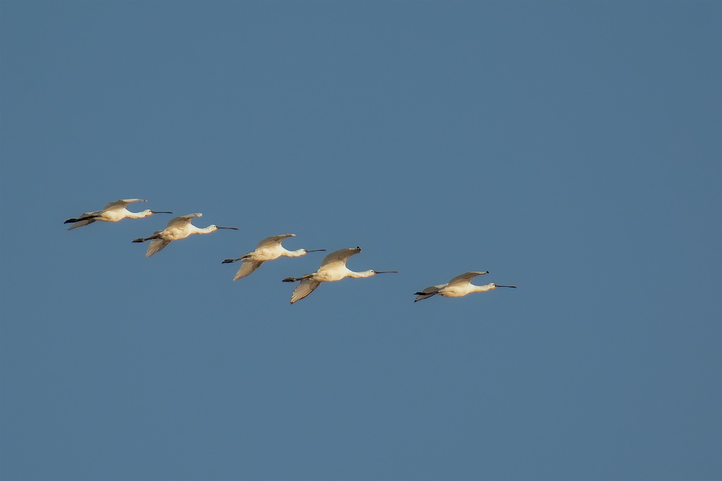 Ad ali spiegate, il sogno di Icaro.