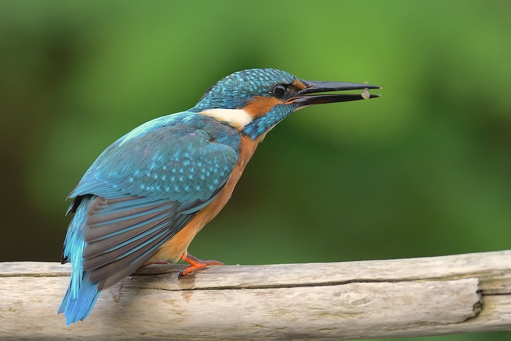 Martin pescatore (ultimi scatti di stagione)�...